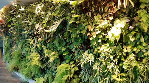 Qantas First Class Lounge The infamous green wall.