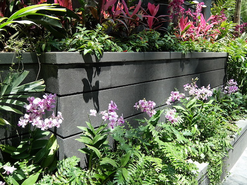 Thousands of Singapore's signature orchid.