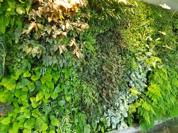 Qantas First Lounge Iconic Green Wall