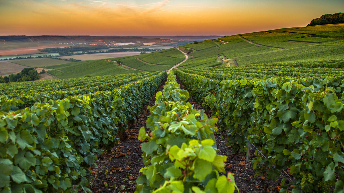 The French Champagne Region
